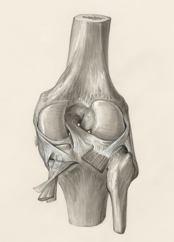 Anatomical illustration of the knee joint from the front