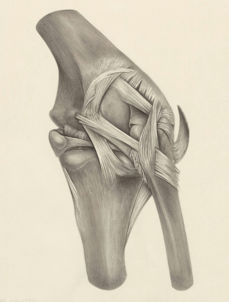 Anatomical illustration of the knee joint