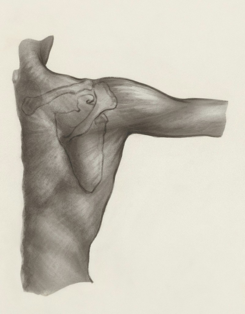 Anatomical illustration of the shoulder and upper back